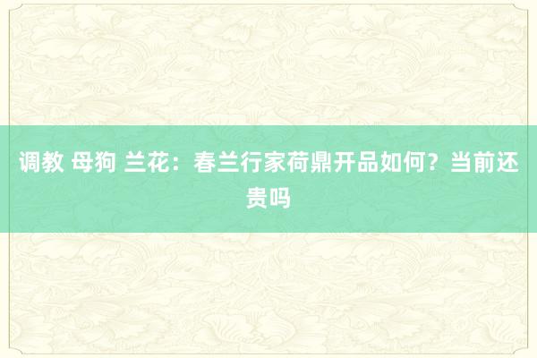 调教 母狗 兰花：春兰行家荷鼎开品如何？当前还贵吗